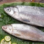 manfaat ikan bandeng untuk kesehatan