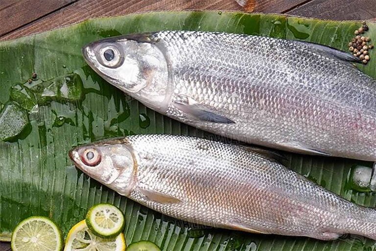 manfaat ikan bandeng untuk kesehatan