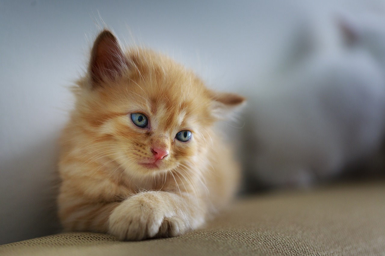 penyebab kucing enggan makan