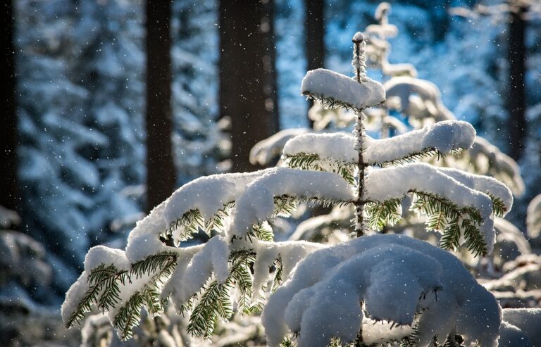 Snowfall