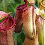 tips merawat Kantong semar
