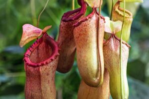 tips merawat Kantong semar