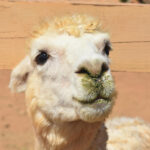 Alpaca