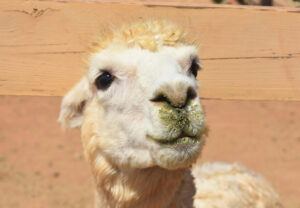Alpaca