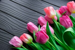 Bunga tulip