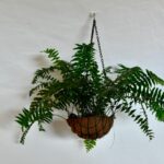 jenis tanaman gantung