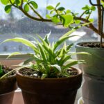 Tips memindahkan tanaman