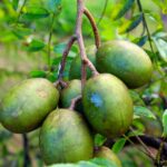 Buah kedondong