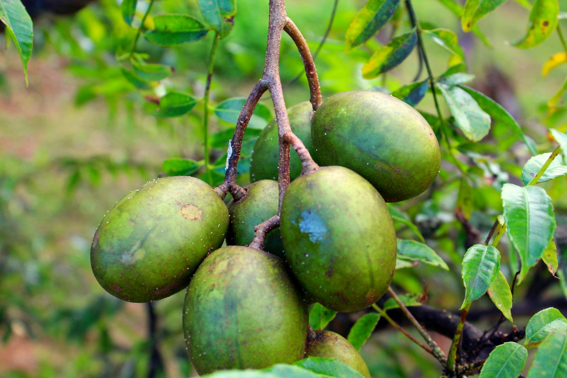 Buah kedondong
